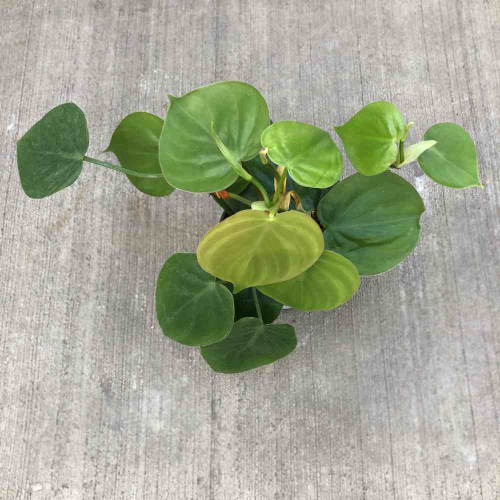 image of green plant with heart shaped leaves in light to medium green sitting on a concrete floor