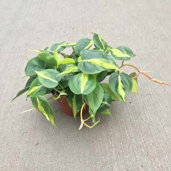philodendron cordatum brazil Philodendron Cordatum Brasil