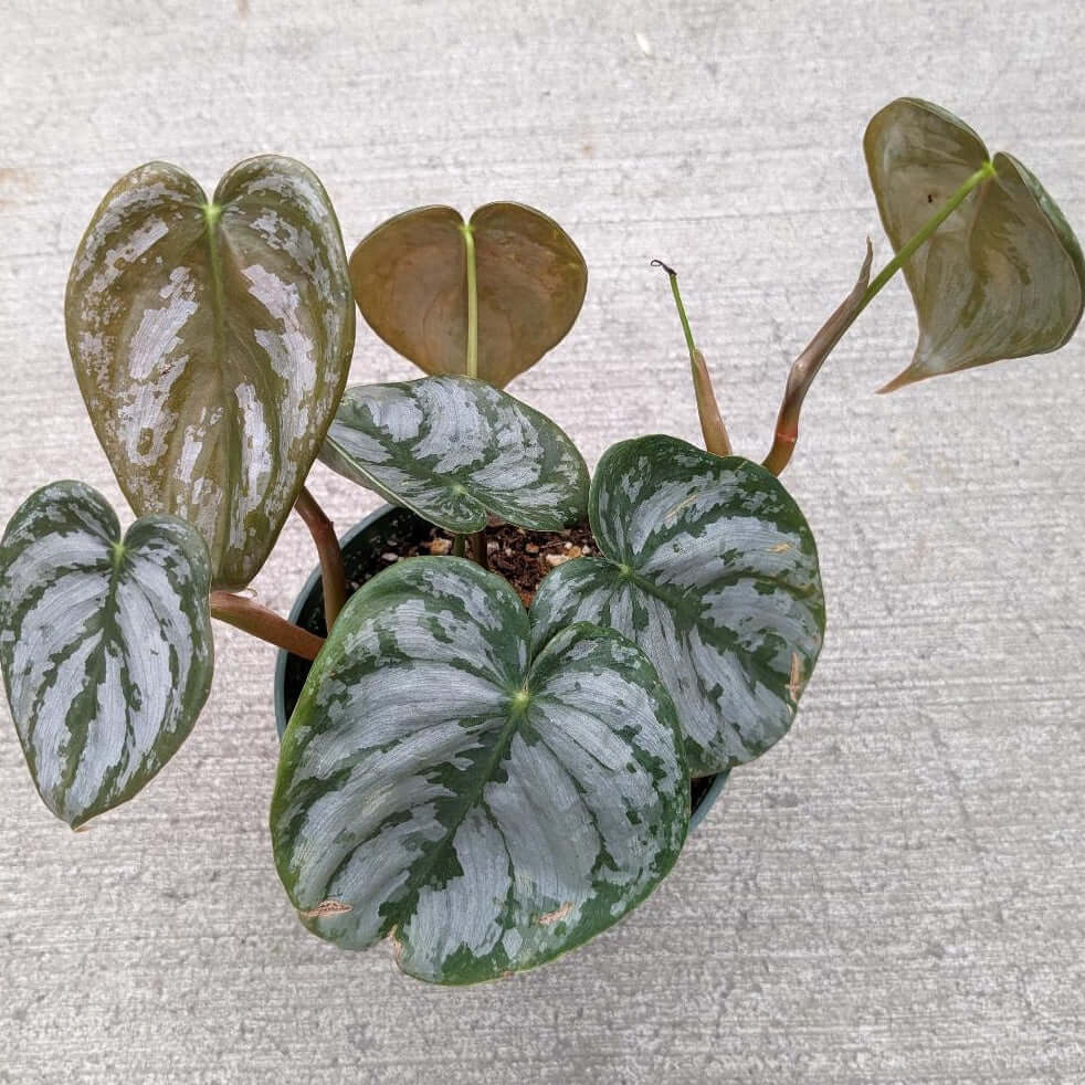 Green heart shaped leaves with silver lining and bronze undertone leaves