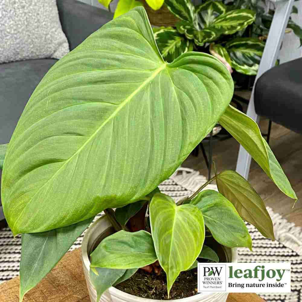 closeup image of plant with large green heart shaped leaves with subtle ridging.