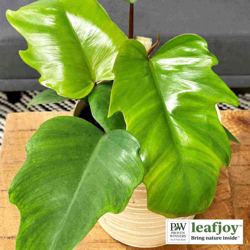 closeup image of plant with three large leaves in a striated bright and medium green color, with variable lobed edges
