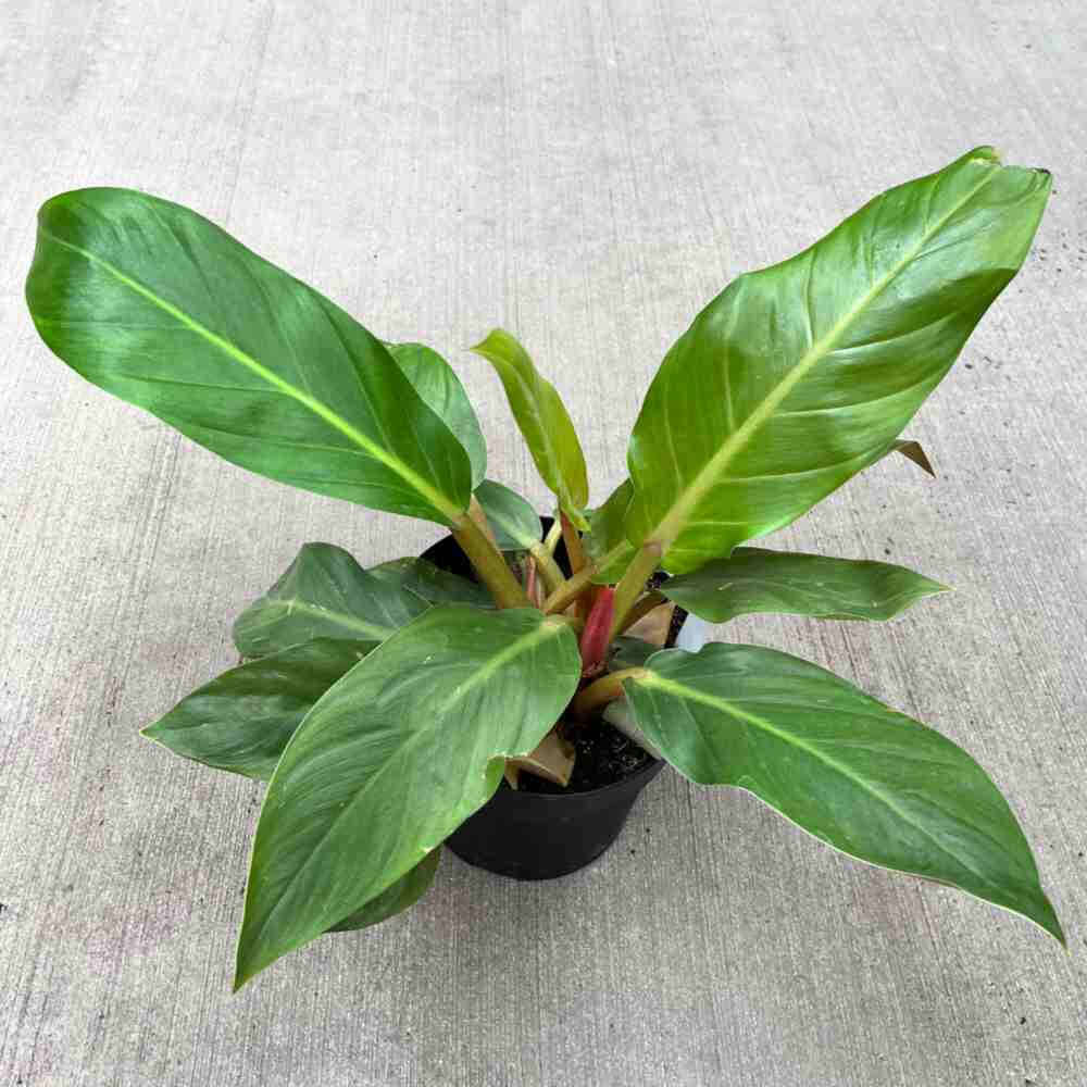 image of plant viewed from above, with very long pointed leaves in dark green with light green veining.  Stems are light green to red