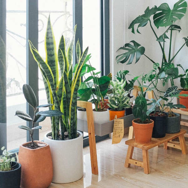 image of a room with a large window on the left and several houseplants of various sizes sitting on the floor and tables in front of the window.  Photo by Huy Phan