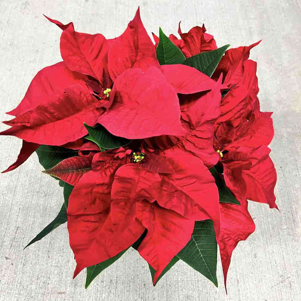 image from above of a several branched red poinsettia