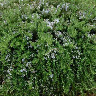 4 inch Creeping Rosemary Prostratus Plant