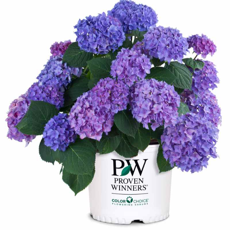 image of hydrangea bush with several blue/purple blooms and pointed green leaves in a white Proven Winners pot