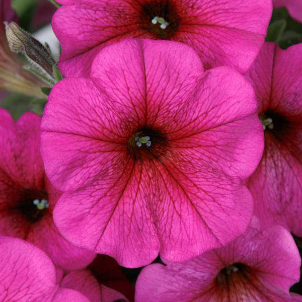 closeup image of blooms in bright hot pink