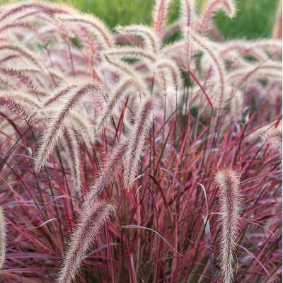 Purple Fountain Grass 6.5 in