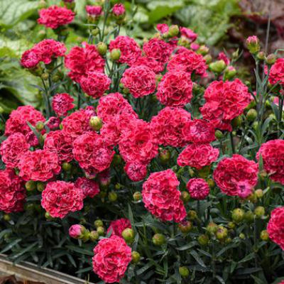 image of plant in landscape with many deep red carnation type blooms