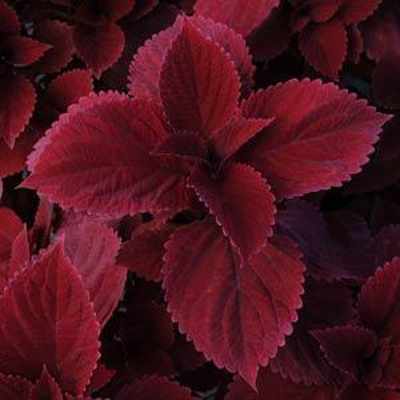 closeup image of coleus plant with pointed oval leaves in deep Burgundy color