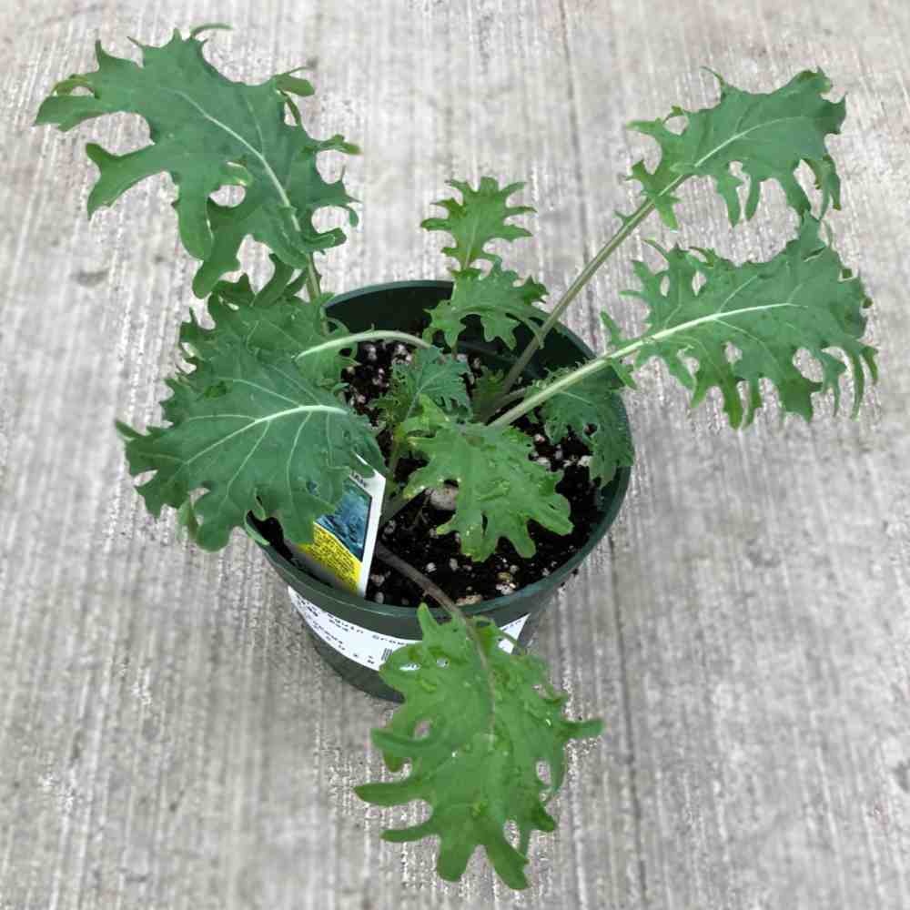 closeup image of kale plant, with heavily lobed leaves, in a small green pot