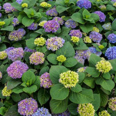 image of hydrangea bush with several blue/purple blooms and pointed green leaves in a white Proven Winners pot