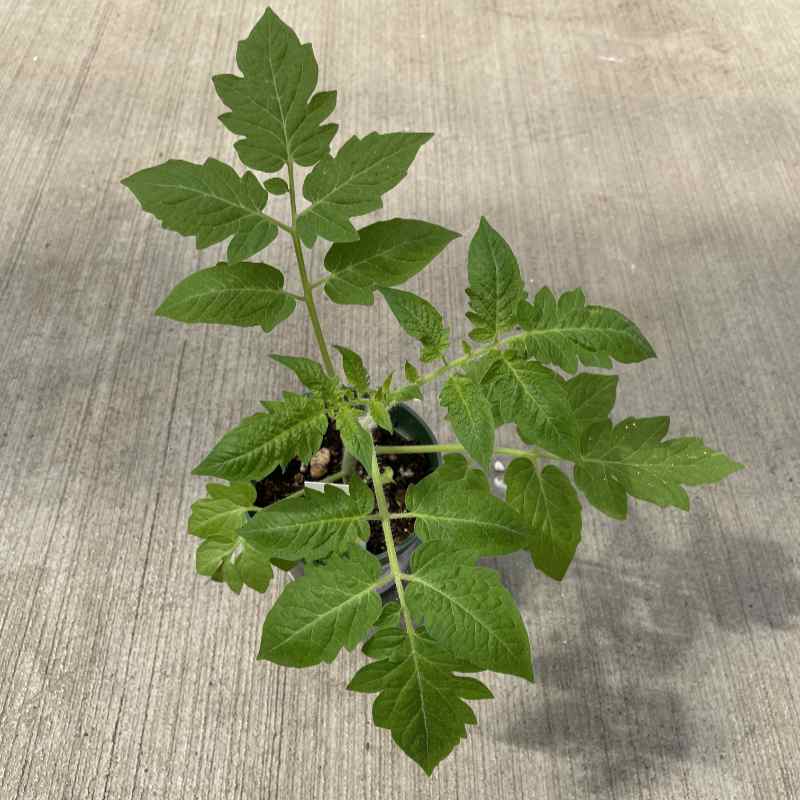starter tomato plant with several multi lobed green leaves on a medium tall stem in a round pot on a concrete floor