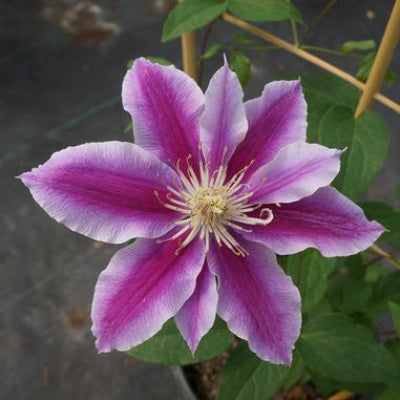 closeup image of clematis bloom with multiple petals with deep pink centers and light pink edges