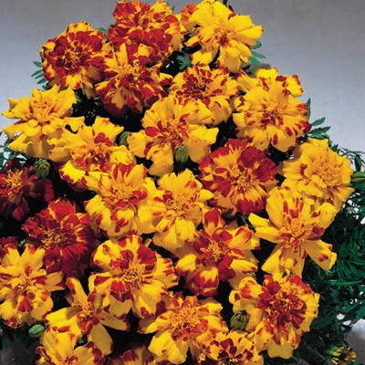 image of multiple marigold blooms in bright yellow with deep red shots of color across the petals