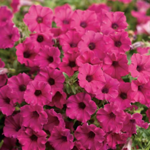 Ganadores probados Supertunia® Petunia maceta de 4 pulgadas