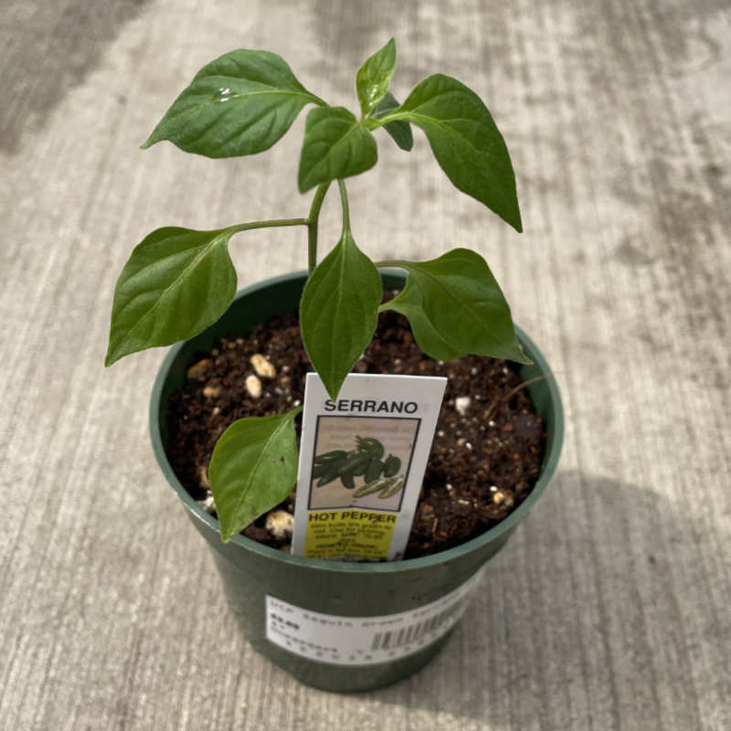 image of a young pepper plant in a small pot on a concrete floor, with a tag stating the name of the plant
