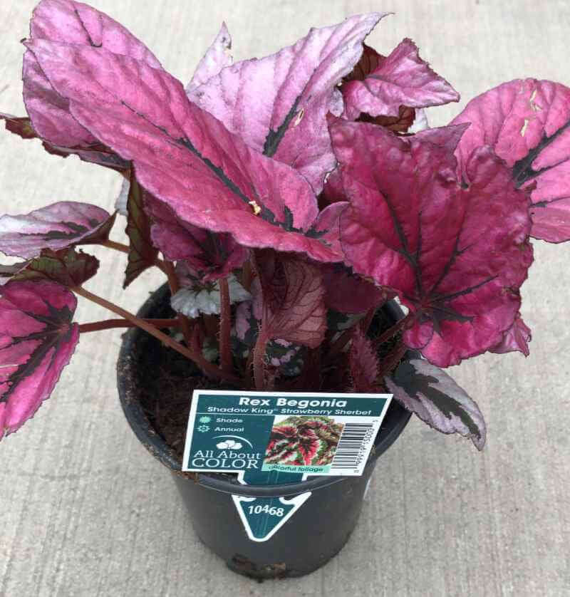 Begonia Rex Shadow King® in 1 Qt pot