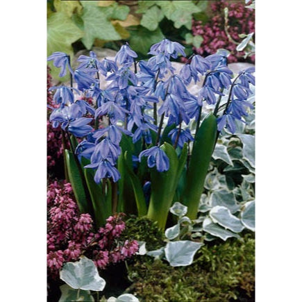 image of a group of plant with tall thin stems and medium blue small blossoms