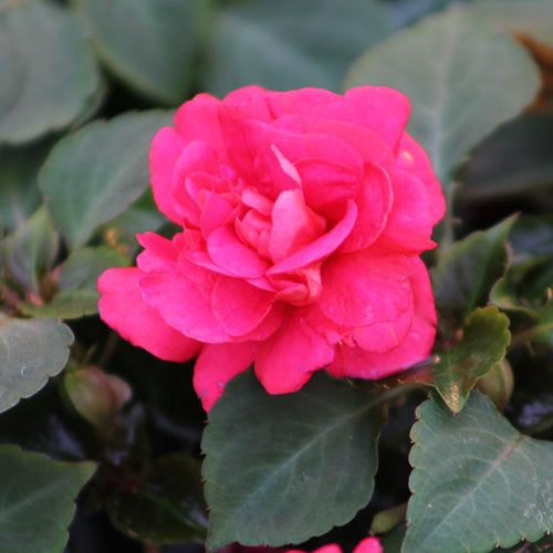 closeup image of hot pink double impatiens bloom