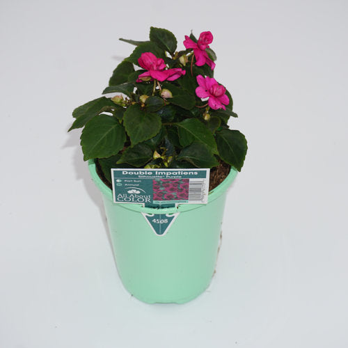 image of impatiens plant in light green round pot with label