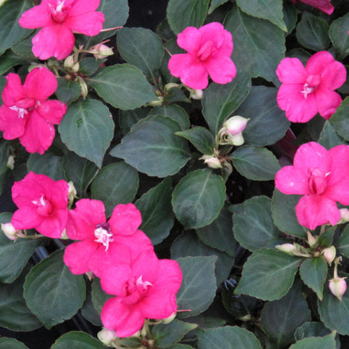 closeup image of hot pink double impatiens bloom