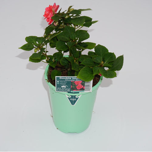 image of impatiens plant in light green round pot with label