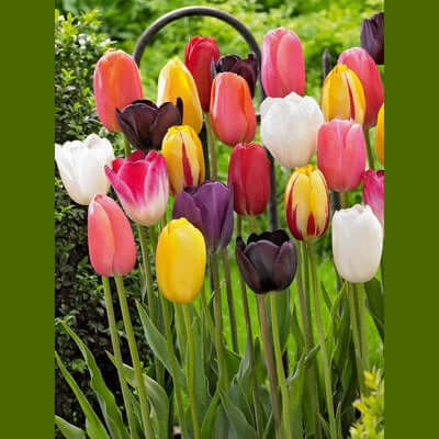 image of multiple tulip plants with blooms in white, pink, yellow, pink with white, purple and red
