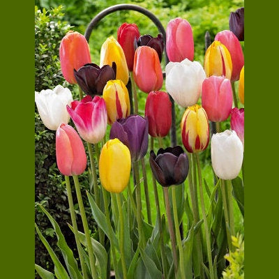 image of multiple tulip plants with blooms in white, pink, yellow, pink with white, purple and red