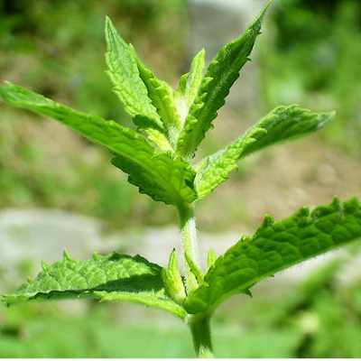 closeup image of plant showing bright green scalloped leaves. image by Simon Eugster -- 2 July 2006 