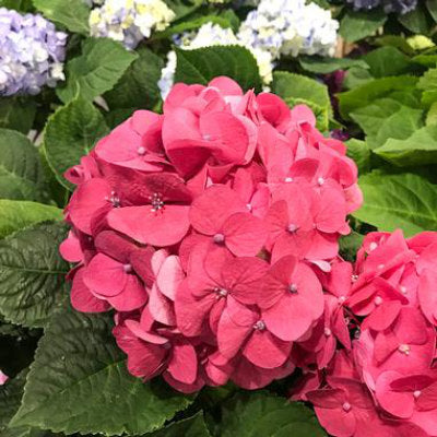 closeup image of hydrangea bloom consisting of multiple small blossoms in a deep red pink color