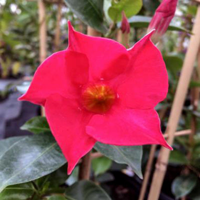 closeup image of flower with bright hot pink petals with pointed tips around a small yellow center