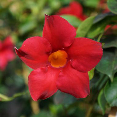closeup image of flower blossom with bright deep red pointed petals