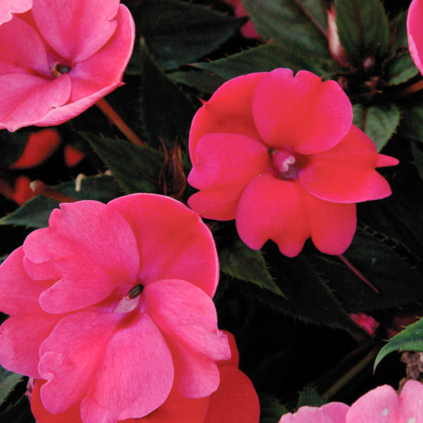 Compact SunPatiens® 4.3 inch pot