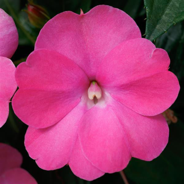 closeup image of a bloom in a bright hot pink color