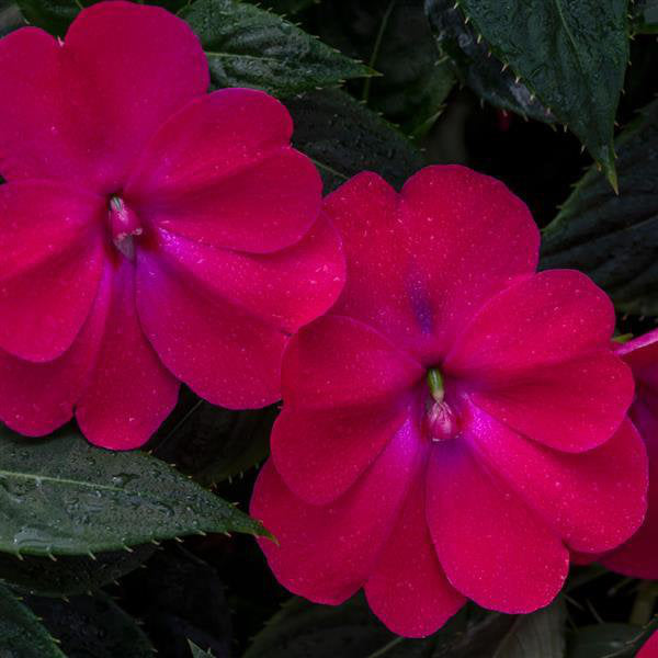 close up image showing two bright deep hot rose pink blooms on dark green foliage