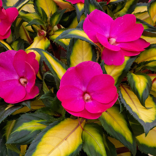 Compact SunPatiens® 4.3 inch pot