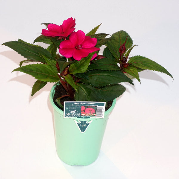 Compact SunPatiens® 4.3 inch pot