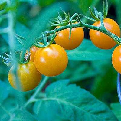 3.5 inch Sunsugar Tomato