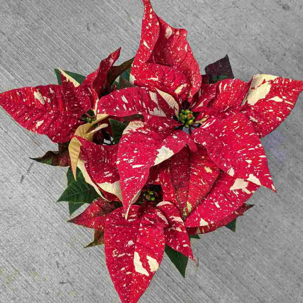 image of poinsettia from the top, featuring red brachts with creamy accent spots