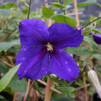 closeup image of bloom, consisting of four deep blue purple petals around a small yellow center
