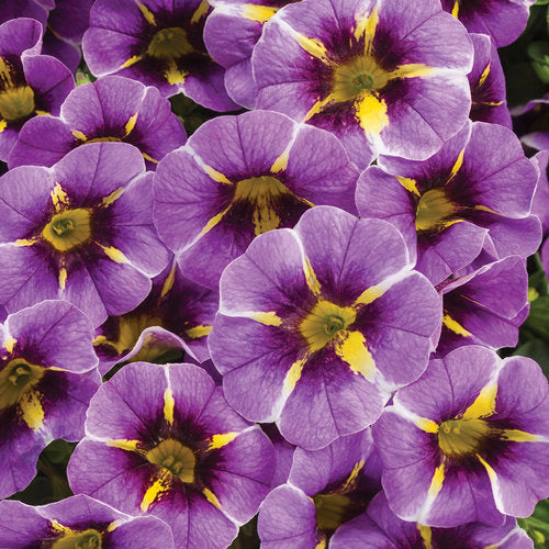 PW Superbells Calibrachoa olla de 4 pulgadas