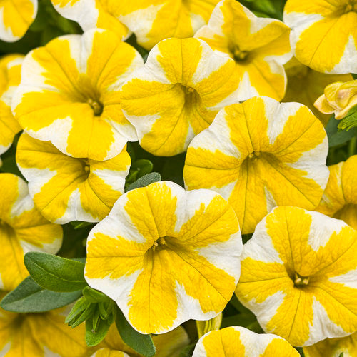 PW Superbells Calibrachoa olla de 4 pulgadas