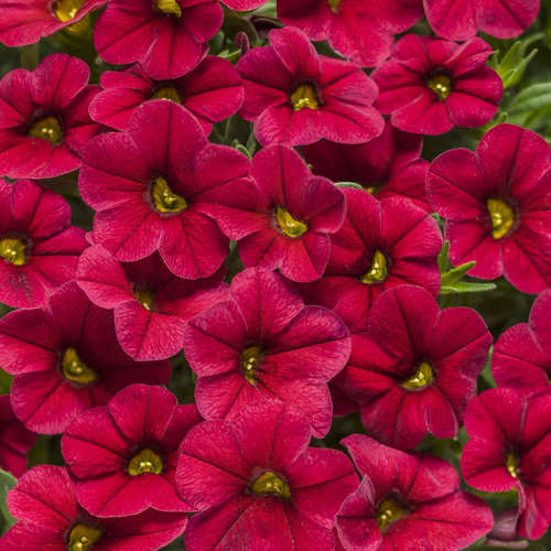 closeup image of plant with petunia like blooms in deep red