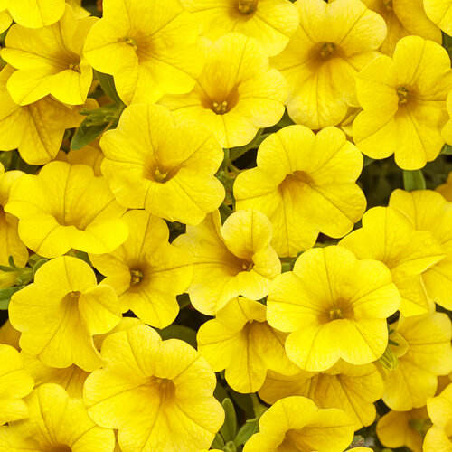 closeup image of plant with petunia like blooms in deep red