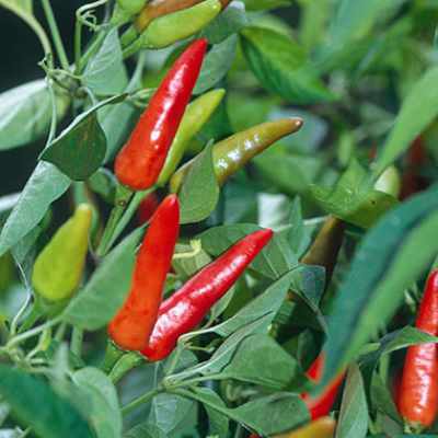 3.5 inch Super Chili Hot Pepper