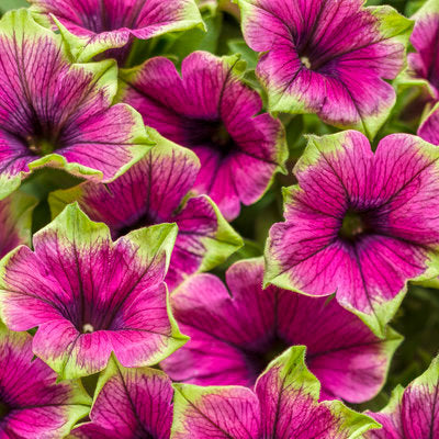 Ganadores probados Supertunia® Petunia maceta de 4 pulgadas