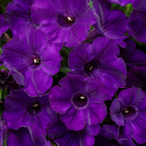 Ganadores probados Supertunia® Petunia maceta de 4 pulgadas