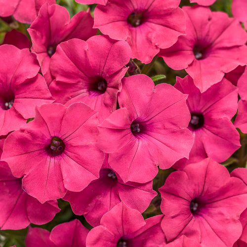 Ganadores probados Supertunia® Petunia maceta de 4 pulgadas