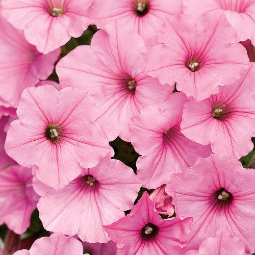 Ganadores probados Supertunia® Petunia maceta de 4 pulgadas